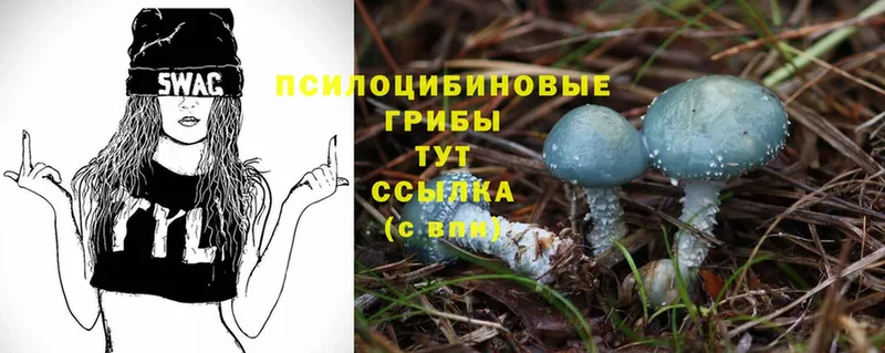 Псилоцибиновые грибы Cubensis  Козельск 